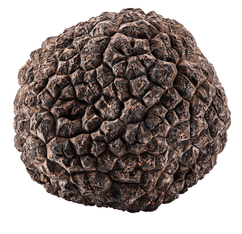 Alba d'Estate - Fresh Black Summer Truffles - Tuber Aestivum