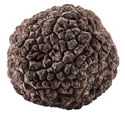 Alba d'Estate - Fresh Black Summer Truffles - Tuber Aestivum