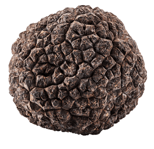 20g Fresh Black Summer Truffle - Tuber Aestivum Vitt. Nugget