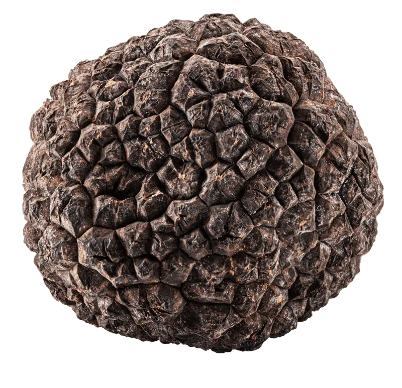 20g Fresh Black Summer Truffle - Tuber Aestivum Vitt. Nugget My Store