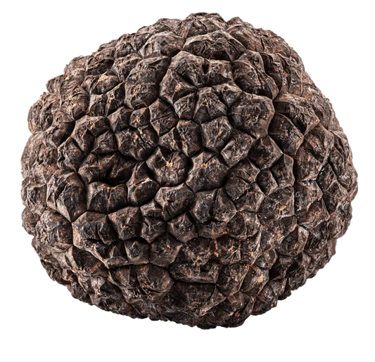 20g Fresh Black Summer Truffle - Tuber Aestivum Vitt. Nugget My Store